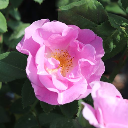 Lucky Rose