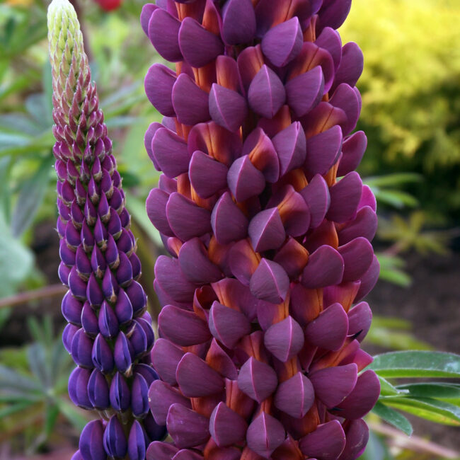 Lupinus 'Masterpiece'