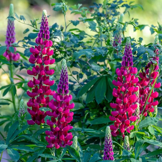 Lupinus My Castle (Band of Nobles Series)