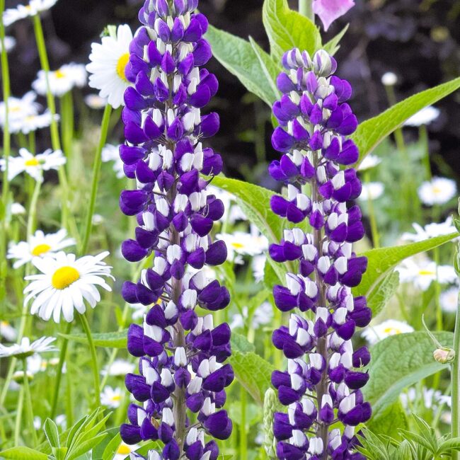 Lupinus 'The Governor'