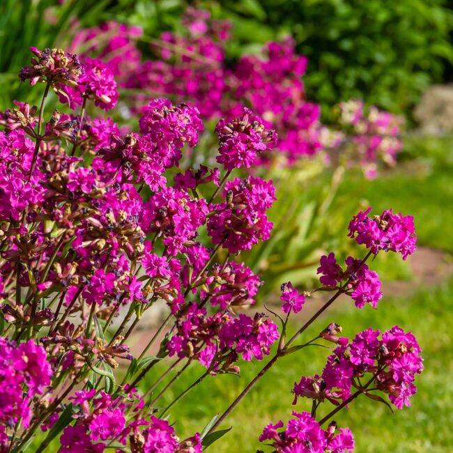 Lychnis viscaria 'Splendens'