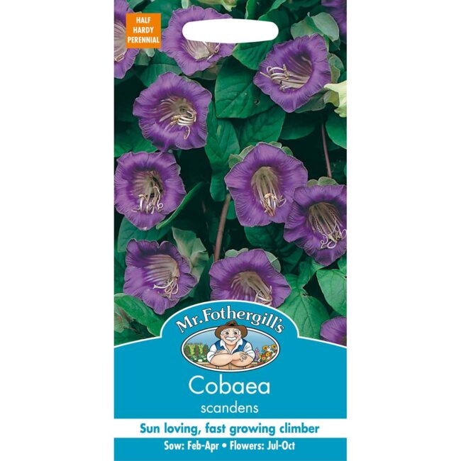 MR FOTHERGILL'S - COBAEA SCANDENS SEEDS