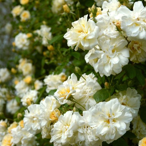 Malvern Hills Rose