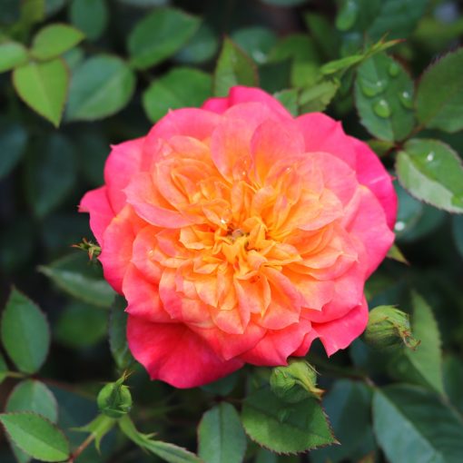 Mandarin Rose