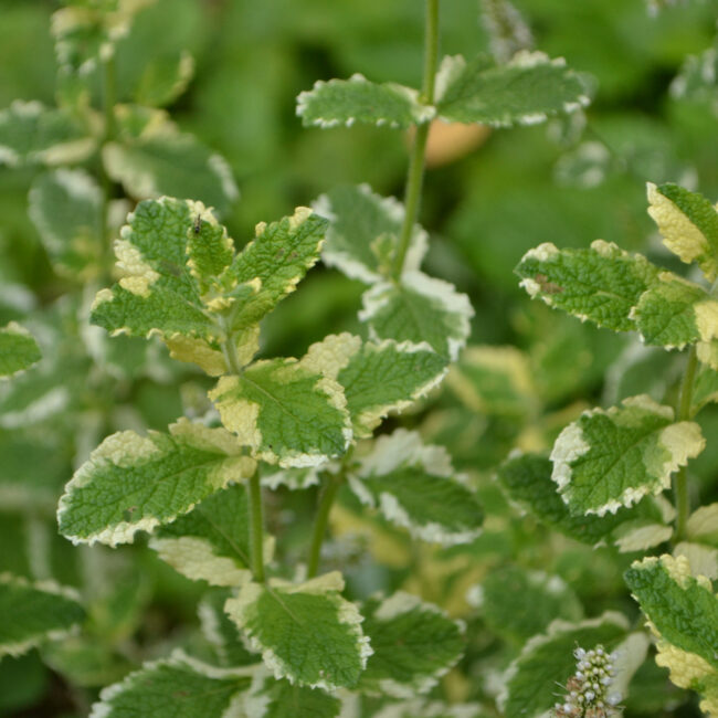 Mentha suaveolens 'Variegata' [Pineapple Mint]