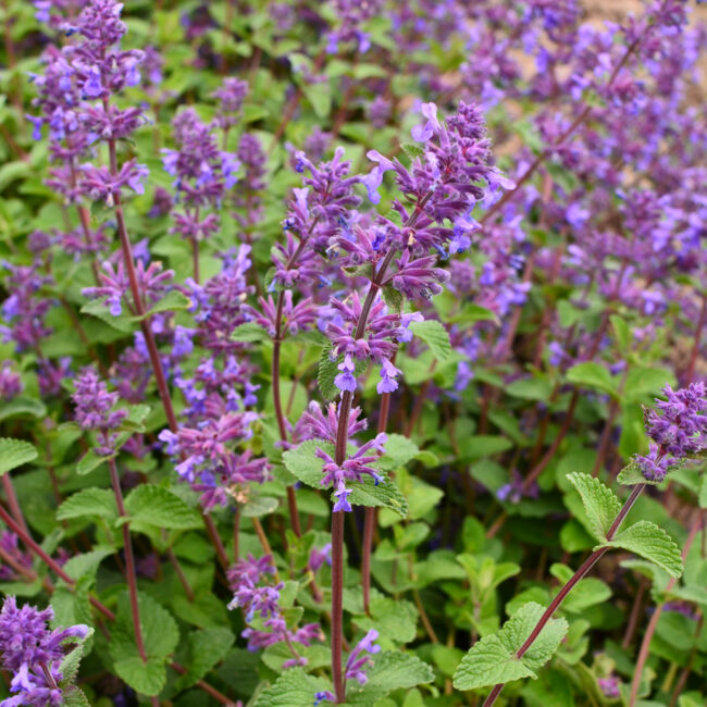Nepeta racemosa [Catmint]