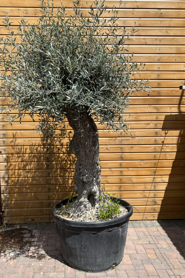 Olea europaea - Image 4