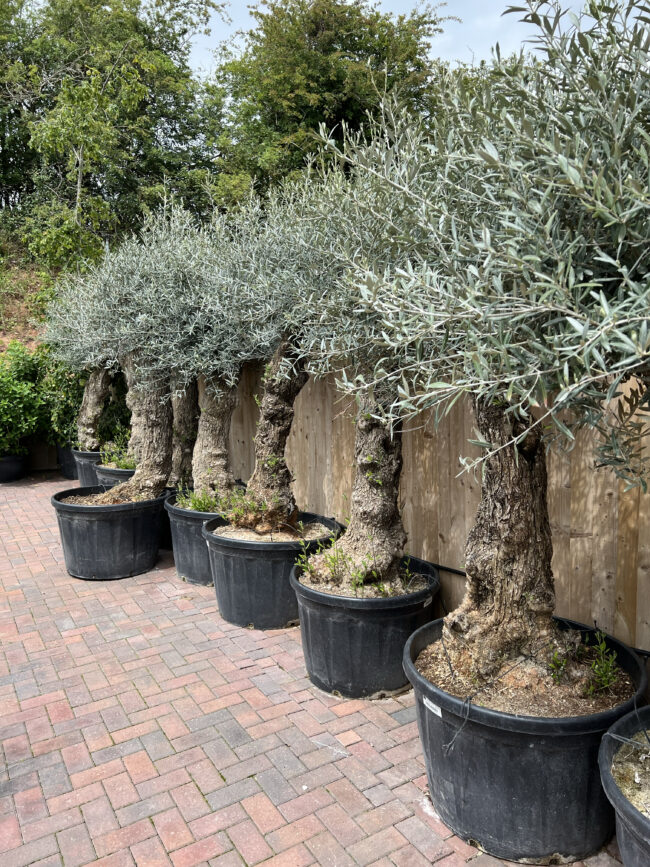 Olea europaea - Image 2