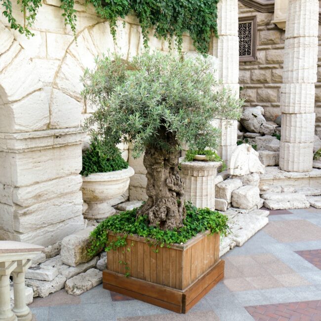 Olea europaea