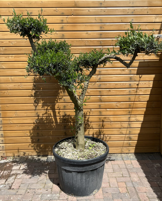 Olea europaea - Image 3
