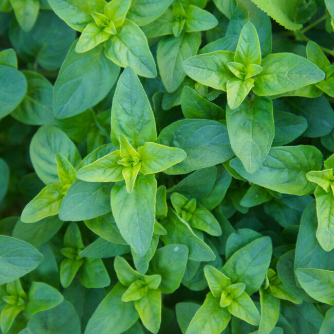 Origanum vulgare 'Compactum' [Marjoram]