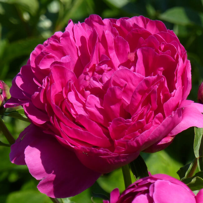Paeonia 'Bunker Hill'