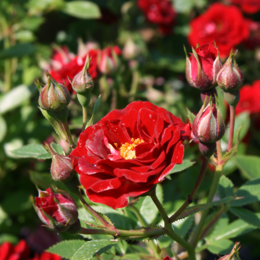 Peter Pan Rose
