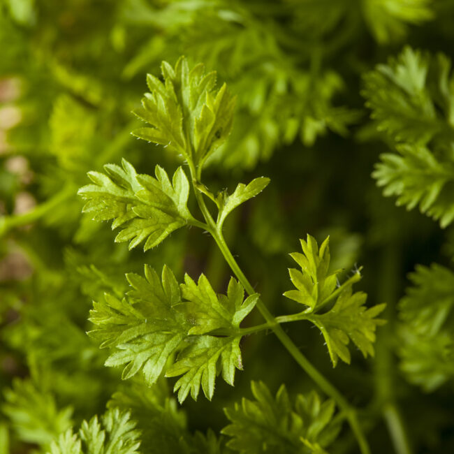 Petroselinum crispum [French Parsley]