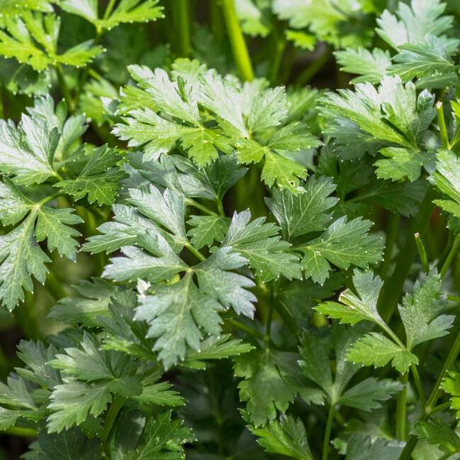 Petroselinum crispum [Giant Italian Parsley]