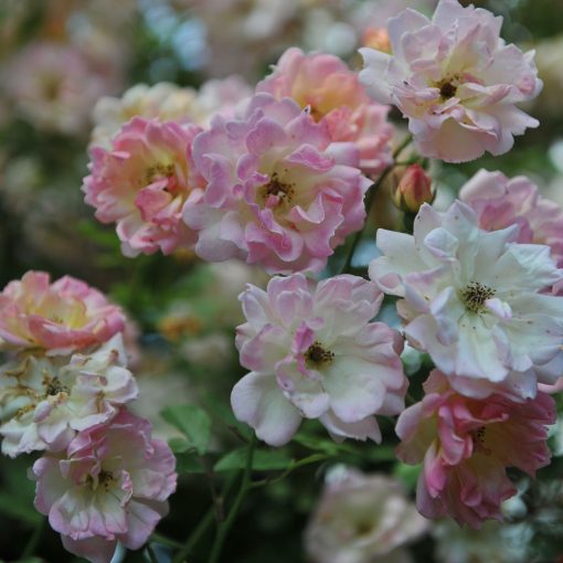 Phyllis Bide Rose