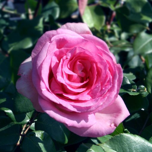 Pink Perfection Rose