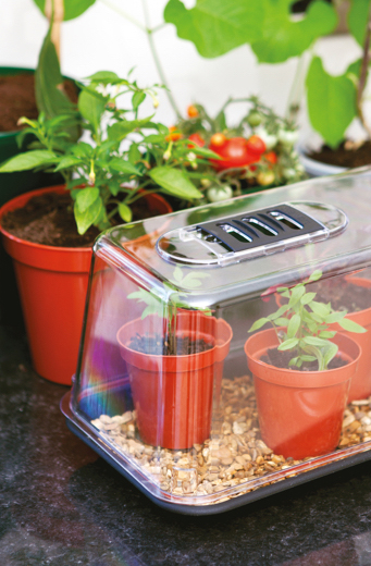 Plant Care