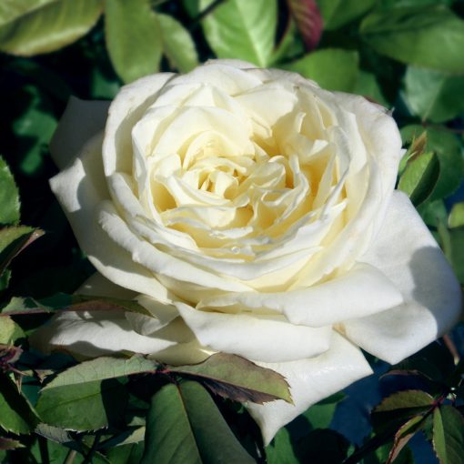 Polar Star Rose