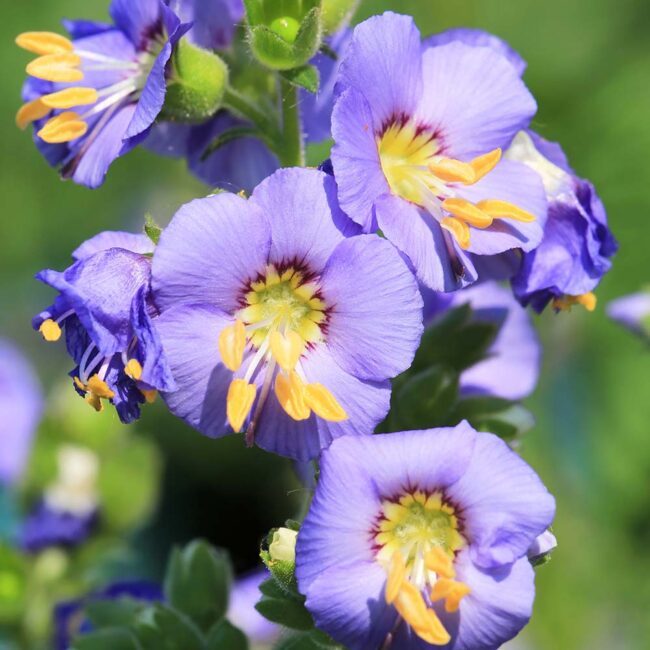 Polemonium caeruleum 'Bambino'