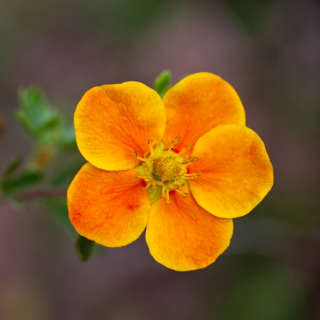 Potentilla fruticosa 'Hopley's Orange'