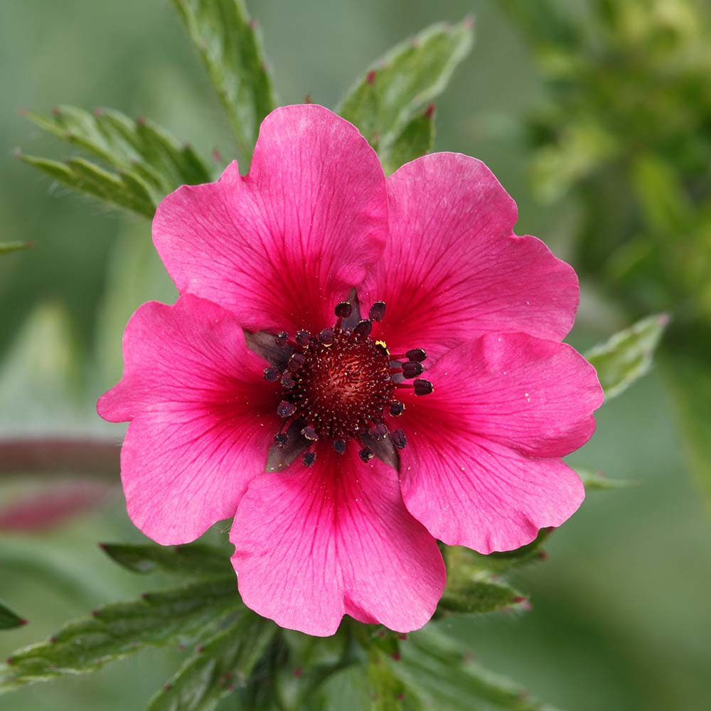 Potentilla nepalensis 'Ron McBeth'
