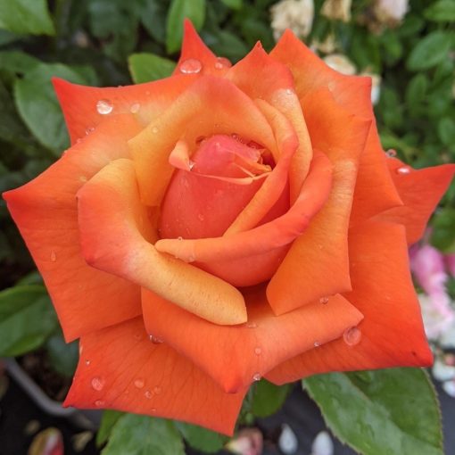 Remember Me Rose