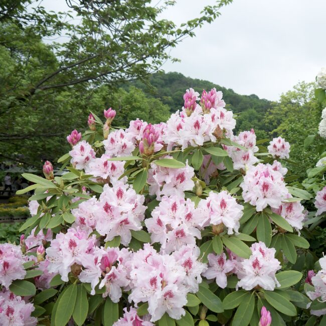 Rhododendron 'Albert Schweitzer'