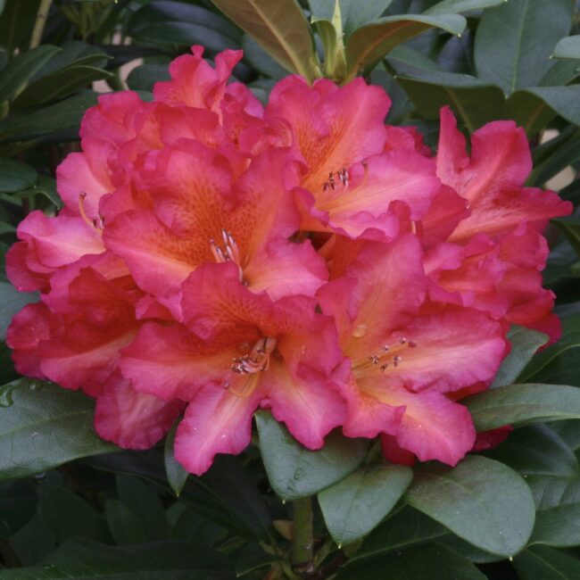Rhododendron 'Golden Gate'