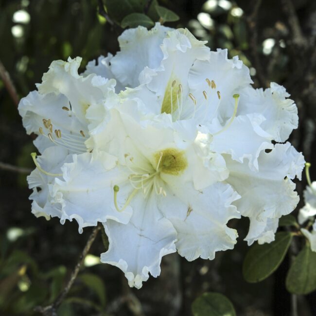 Rhododendron 'Madame Masson'