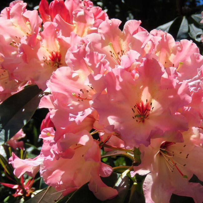 Rhododendron 'Nancy Evans'