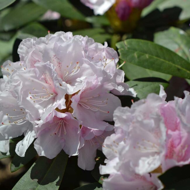 Rhododendron 'Schneekrone'