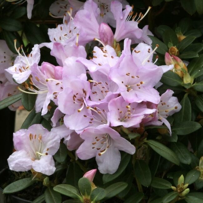 Rhododendron 'Snipe'