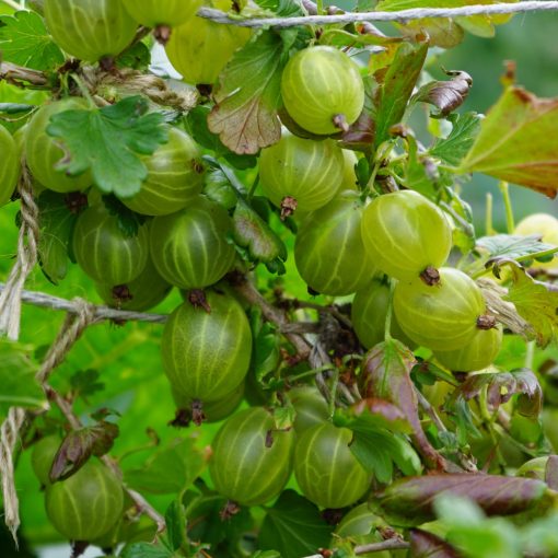 Ribes uva-crispa 'Honnonmaki Yellow'