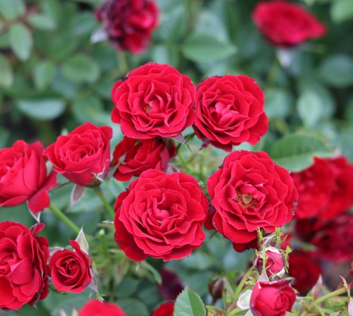 Ruby Wishes Rose