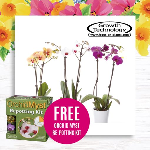 Orchid Talk