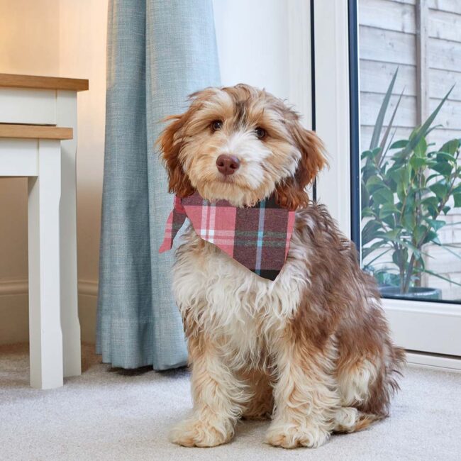 ZOON BEAU BANDANA PINK CHECK SML / MED