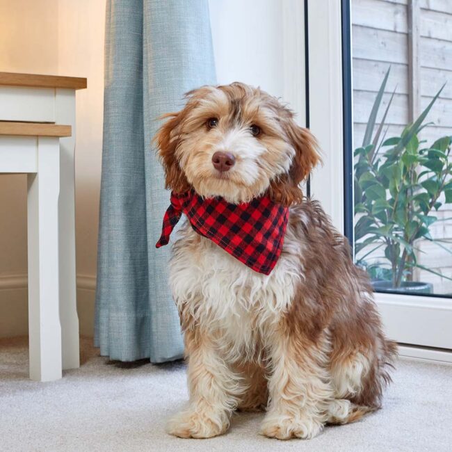ZOON BEAU BANDANA RED CHECK SML / MED