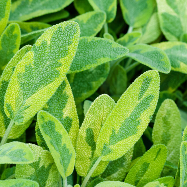 Salvia officinalis 'Icterina' [Sage]