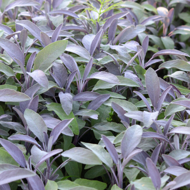 Salvia officinalis 'Purpurascens' [Purple Sage]
