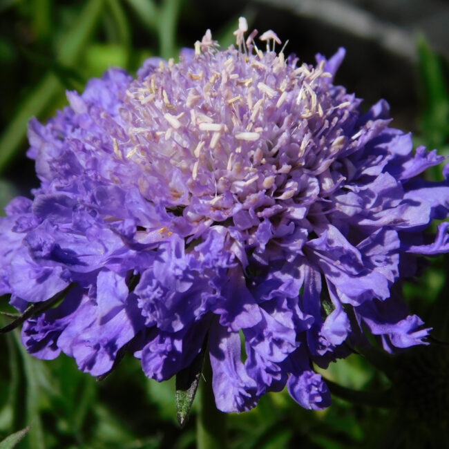 Scabiosa japonica 'Blue Note'