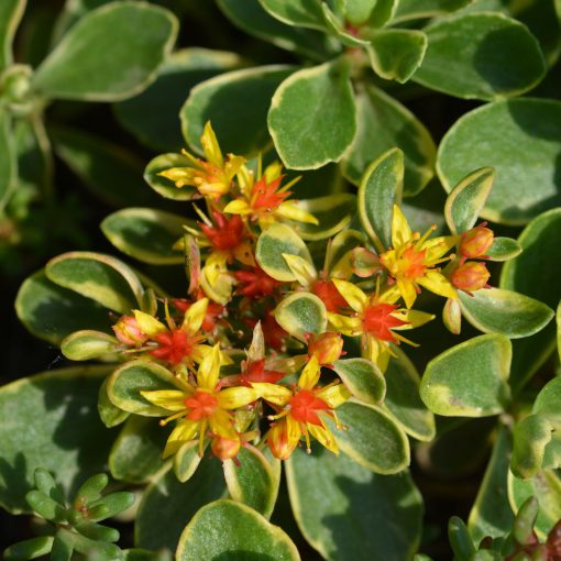 Sedum kamtschaticum 'Variegatum'