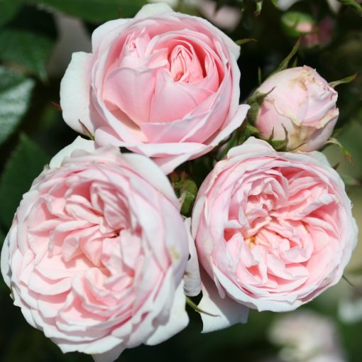Silver Wishes Rose