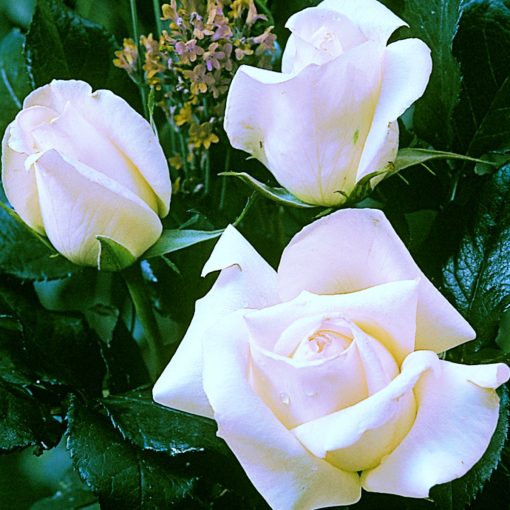 Silver Anniversary Rose