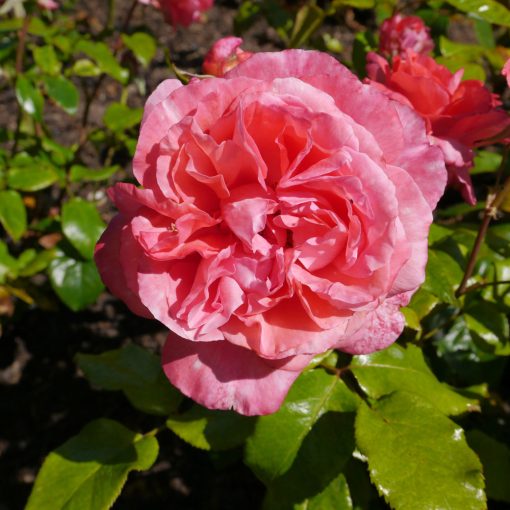 Special Anniversary Rose