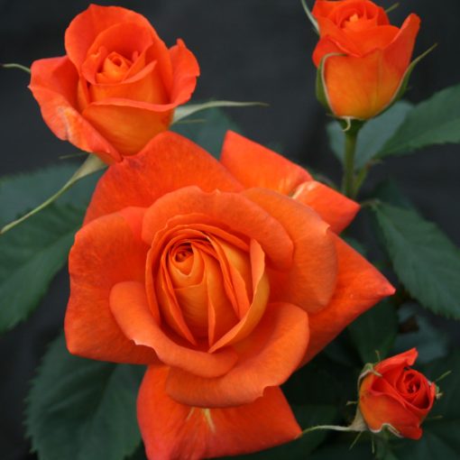 Super Trouper Rose