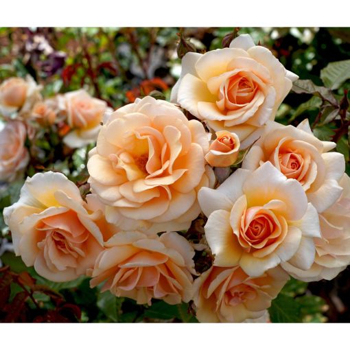 Sweet Honey Rose