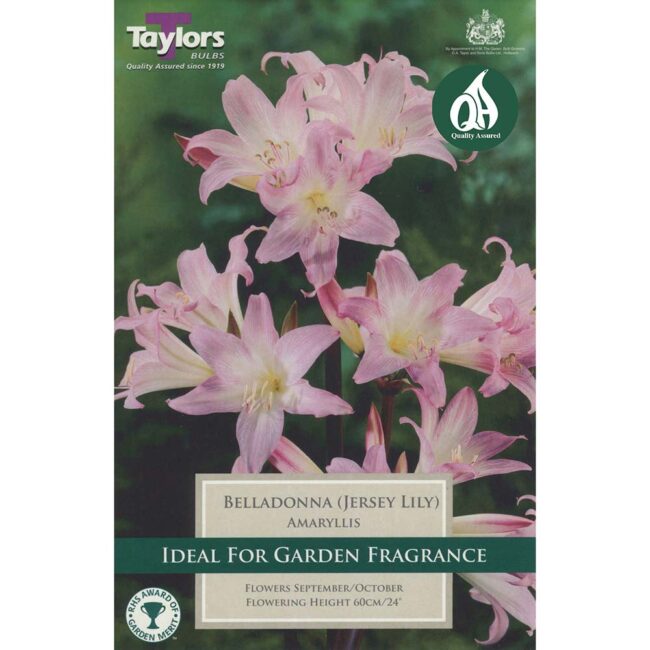TAYLORS BULBS AMARYLLIS BELLADONNA