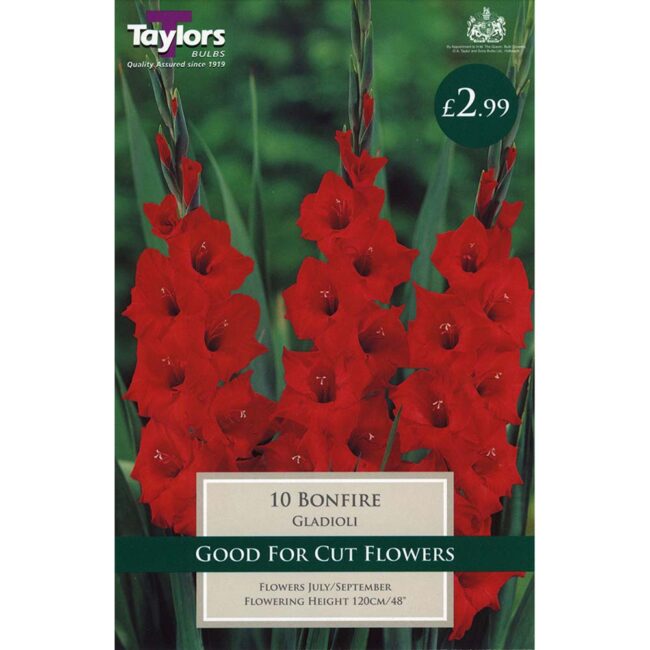 GLADIOLI BONFIRE 10 PACK - TAYLORS BULBS