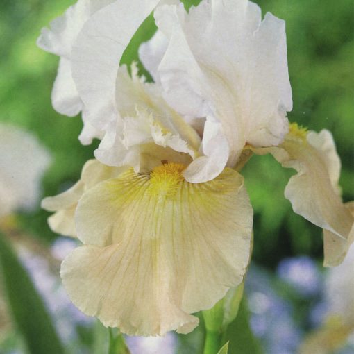 TAYLORS IRIS CHAMPAGNE ELEGANCE I